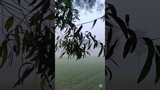 The beauty of Shariatpur  Bangladesh  Videography [upl. by Bathulda]