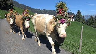 Alpabfahrt St Stephan 892018 [upl. by Erodoeht]