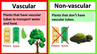 VASCULAR vs NONVASCULAR PLANTS 🤔  Whats the difference  Learn with examples [upl. by Rentsch919]