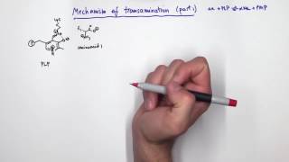 PLP Pyridoxal Phosphate Reactions [upl. by Aday]