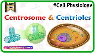 Centrosome and centrioles  USMLE Cell physiology Animations [upl. by Ahsam]