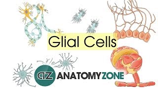 Glial Cells  Neuroanatomy Basics  Anatomy Tutorial [upl. by Nomyad]