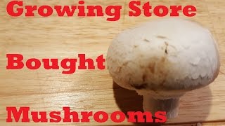 Growing Store Bought Mushrooms [upl. by Dare]