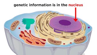 Eukaryotic Cells Part 1 Animal Cells and Endosymbiotic Theory [upl. by Casar]