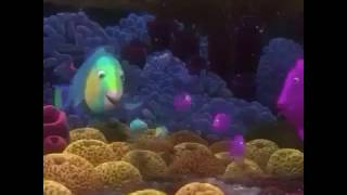 nemo sponge beds bass boosted vine [upl. by Jennica]