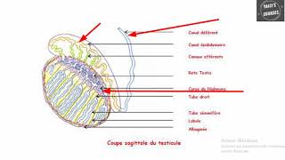 QCMs corrigés en Embryologie [upl. by Peterec650]