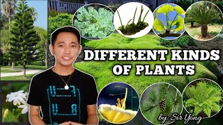 VASCULAR AND NONVASCULAR PLANTS  by Sir Yong [upl. by Blaze]