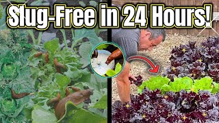 How I Stopped Slugs Overnight – 6 Organic Hacks [upl. by Sprague32]