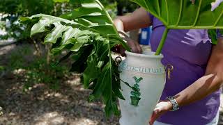 Get It Growing Split leaf philodendron creates a tropical oasis [upl. by Ketchan]