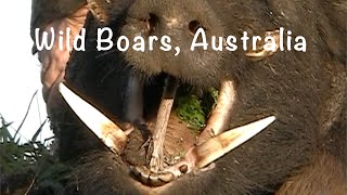 Wild Boars Australia Pig Hunting Compilation 2 [upl. by Donela962]