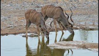 Africas Antelopes [upl. by Goodill]