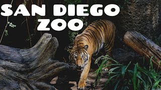 San Diego Zoo  Walking Tour 4K [upl. by Marb874]