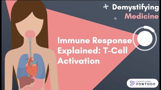 Immune Response Explained TCell Activation [upl. by Ibmab94]