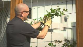 Planting and training your climbing rose [upl. by Bikales890]