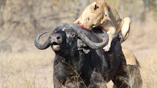 3 Lions Bring Down Buffalo In Epic Battle Not For Sensitive Viewers [upl. by Brownson]