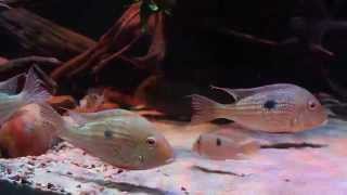 Geophagus Surinamensis [upl. by Massab]