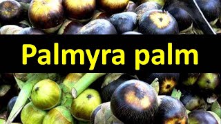 How to grow Palmyra Palm Borassus flabellifer [upl. by Elttil477]