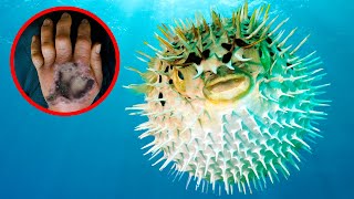 12 Most VENOMOUS Sea Creatures In The World [upl. by Janos]