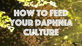 How To Feed Your Daphnia Culture [upl. by Beryle307]