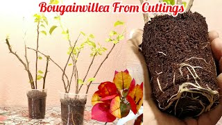 Easiest Way To Grow Bougainvillea From Cutting  Bougainvillea Propagation Fastest Method [upl. by Ahsitahs]