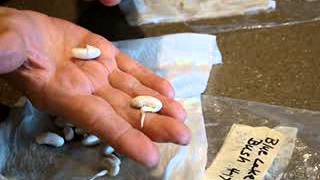 PAPER TOWEL METHOD OF SEED GERMINATION  EASY amp FAST wwwlarksperennialscom [upl. by Given]