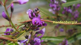 Hardenbergia Growing Guide by GardenersHQ [upl. by Eeruhs559]