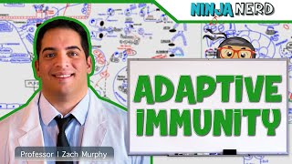 Immunology  Adaptive Immunity [upl. by Ahsrat]