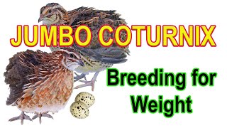 JUMBO COTURNIX  Selecting and Breeding for Weight [upl. by Giule]