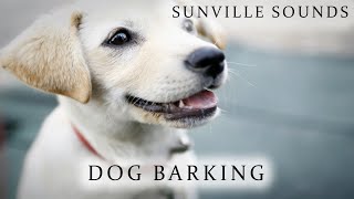 Dog Barking  Animal Sounds with Peter Baeten [upl. by Amr]