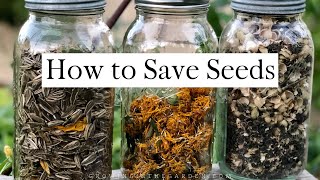 How to SAVE SEEDS Seed saving TIPS and EXAMPLES [upl. by Letnom]