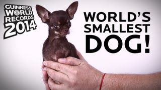 Worlds Smallest Dog  Guinness World Records 2014 [upl. by Garibold427]