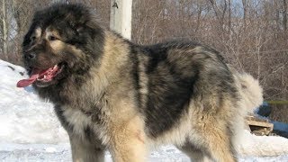 Caucasian Shepherd  The King Of Dogs [upl. by Isobel]