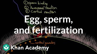 Egg sperm and fertilization  Behavior  MCAT  Khan Academy [upl. by Mccready]