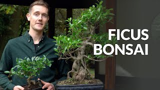 Ficus Bonsai tree care [upl. by Fin500]