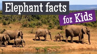 Elephant Facts for Kids [upl. by Johst]