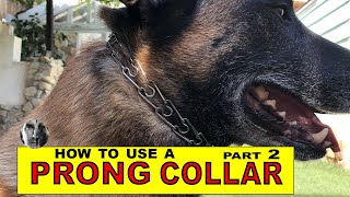 How to Use a PRONG COLLAR  part 2  Balanced Dog Training  Robert Cabral [upl. by Richards]