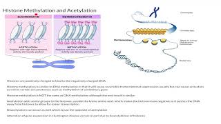 Histone Methylation and Acetylation [upl. by Jacey]