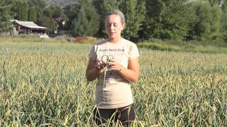 Harvesting Garlic Scapes at Filaree Garlic Farm [upl. by Brigette]