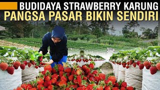 SUKSES BUDIDAYA STRAWBERRY DALAM KARUNG [upl. by Scrivings]