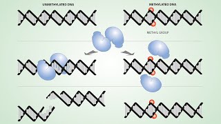 DNALC Short Introduction to DNA Methylation [upl. by Phyllis]