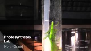 Photosynthesis Lab  Elodea O2 Bubbles [upl. by Elocaj]