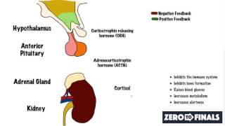 What causes Cushings Syndrome [upl. by Janet575]