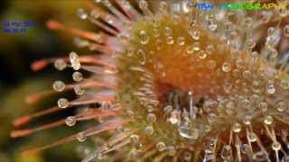 Drosera Burmannii taking on a small fly [upl. by Asillem942]