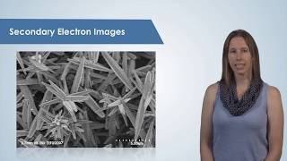 Introduction to the Scanning Electron Microscope SEM [upl. by Pubilis]