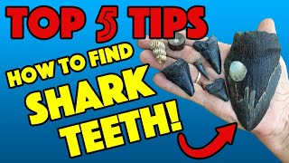 HOW TO FIND SHARK TEETH Top 5 Tips PROFESSIONAL ADVICE [upl. by Rosse640]