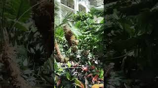 Palm trees opryland [upl. by Nitsruk]