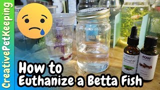 How to Humanely Euthanize a Betta Fish 🐟 Different Methods [upl. by Allenad]