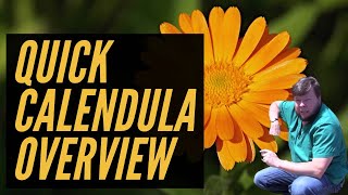 Calendula  2 Minute Overview [upl. by Narmi]