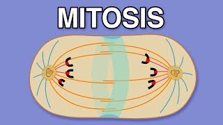 MITOSIS CYTOKINESIS AND THE CELL CYCLE [upl. by Windy913]