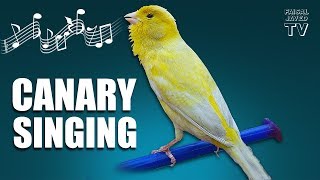 Bird Sounds  Canary Singing  Melodies Canary Bird Song  Training Video  Faisal Javed TV [upl. by Yerga887]